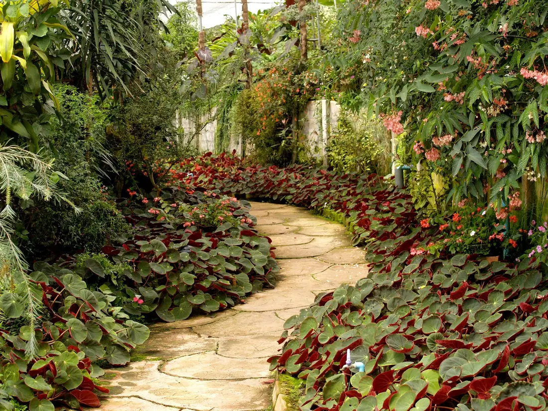 A lush garden path lined with greenery and flowers
